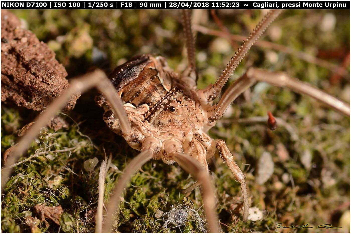 Dasylobus argentatus (Canestrini, 1879) Phalangiidae